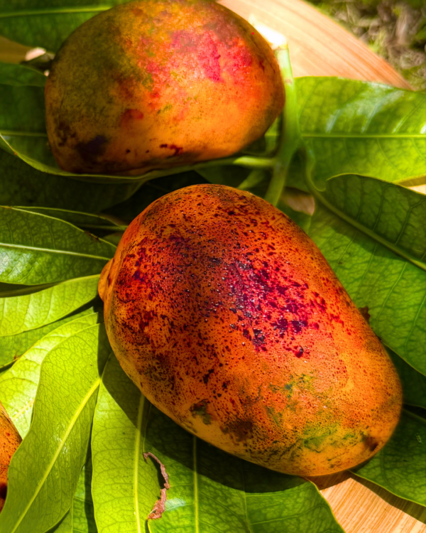 la mangue péyi